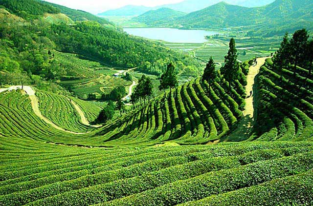 Darjeeling Trek