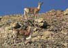 Wild Ladakh Trek